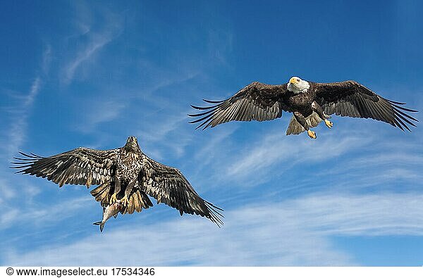Adler fliegt mit einem Fisch in seinen Klauen auf dem Wasser  Adler fängt Fisch Kalifornien  Vereinigte Staaten