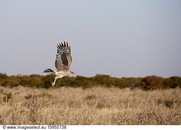 Adler im Flug über die Savanne  Etoscha-Nationalpark  Namibia