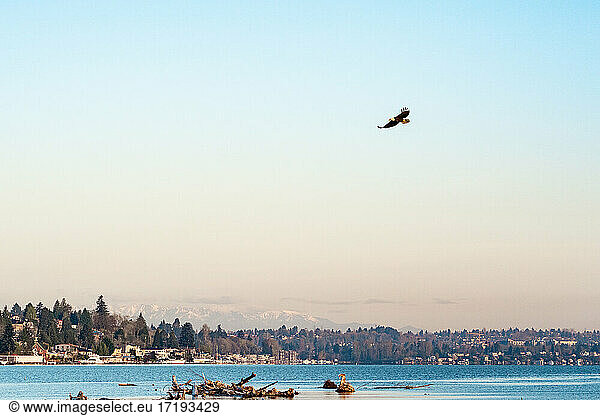 Adler schwebt hoch über dem blauen See mit Bergen in der Ferne