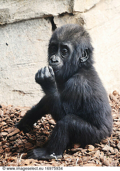 Adorable baby gorilla looking at camera