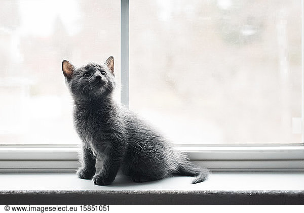 Adorable gray kitten sitting on a window ledge looking up.