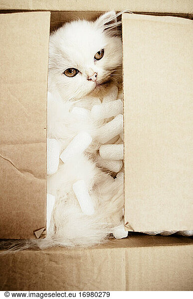 Adorable kitten inside a cardboard box full of packing peanuts