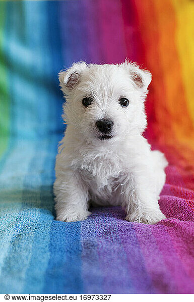 Adorable West Highland White Terrier puppy