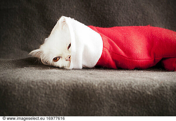 Adorable white kitten inside of Christmas stocking
