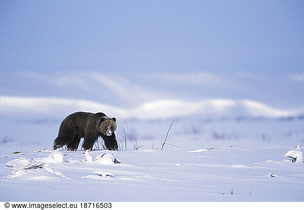 Adult Arctic Grizzly Walking Along the Coastal Plain  North Slope  Alaska