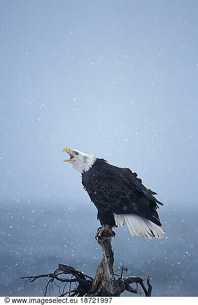 Adult Bald Eagle Calling From its Driftwood Perch  Kachemak Bay  Southcentral Alaska