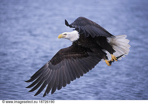 Adult Bald Eagle Flying with a Fish in its Talons  Southcentral Alaska