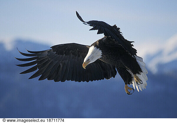 Adult Bald Eagle in Flight  Kachemak Bay  Alaska