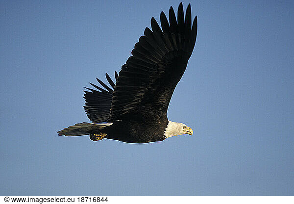 Adult Bald Eagle in Flight  Kachemak Bay  Alaska