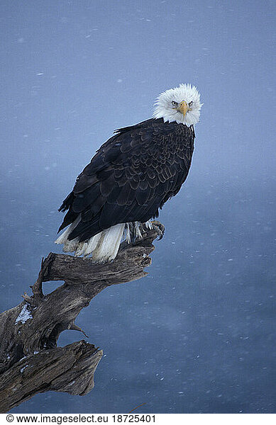 Adult Bald Eagle on a Driftwood Perch  Kachemak Bay  Southcentral Alaska