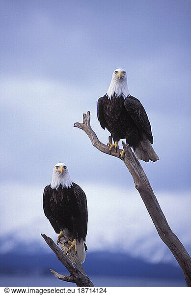 Adult Bald Eagles Perched on Driftwood in Homer  Alaska