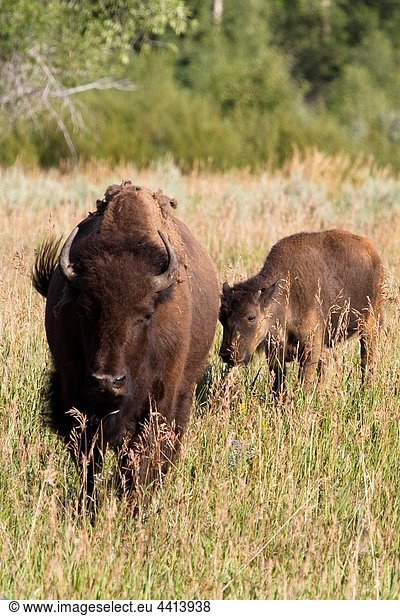 Adult Buffalo and calf in field