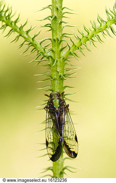Adult cicada  Peruvian Amazon