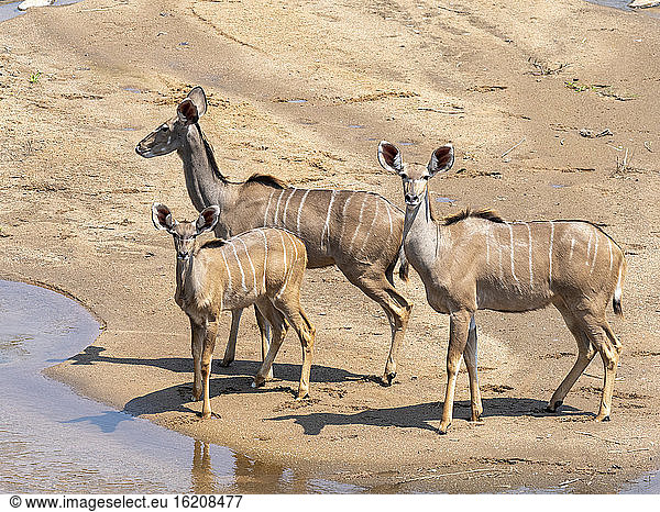 Adult female greater kudus (Tragelaphus strepsiceros)  with young in the Save Valley Conservancy  Zimbabwe  Africa