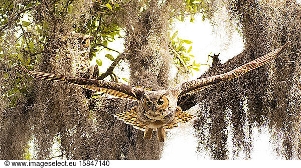 Adult great horned flies down from high branch