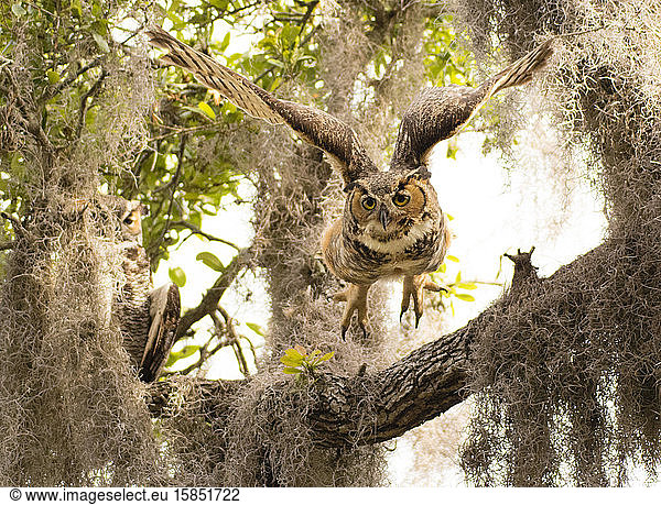 Adult great horned flies down from high branch