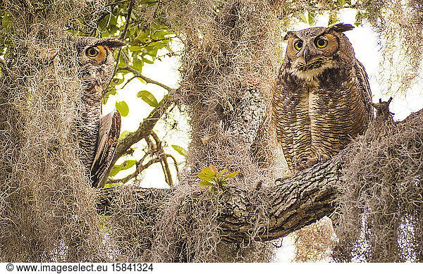 Adult great horned owls keep a watch from high branch