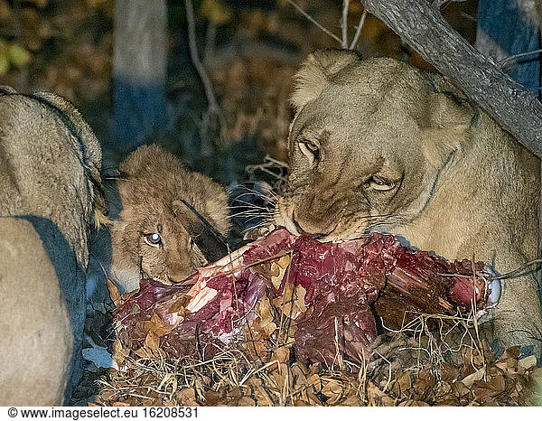 Adult lioness (Panthera leo)  with cub on a fresh kill at night in the Save Valley Conservancy  Zimbabwe  Africa