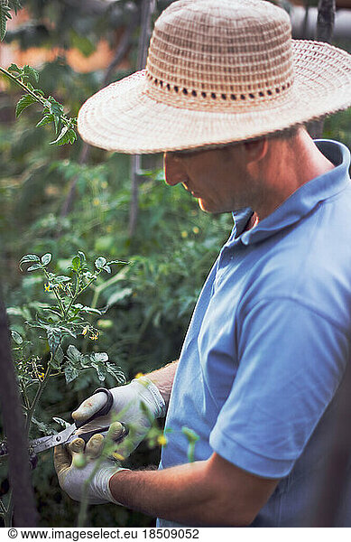 Adult man with sun hat cleaning the leaves in the garden with to