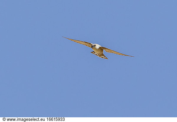 Adult Pale Crag-Martin flying near Eilat Mountain  Israel. April 13  2013.