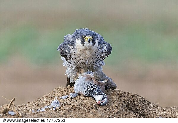 Adult peregrine falcon (Falco peregrinus) moving feathers into position with red-legged partridge (Alectoris rufa) as prey  England  August (in captivity)