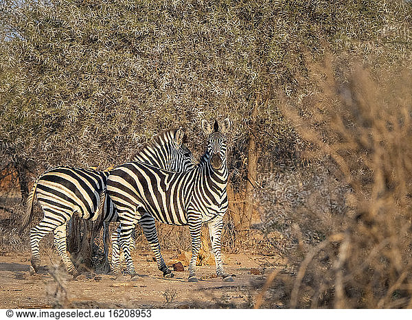 Adult plains zebras (Equus quagga)  in Save Valley Conservancy  Zimbabwe  Africa