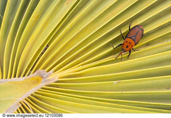 Adult Red Palm Weevil Rhynchophorus Ferrugineus A Species Of Snout