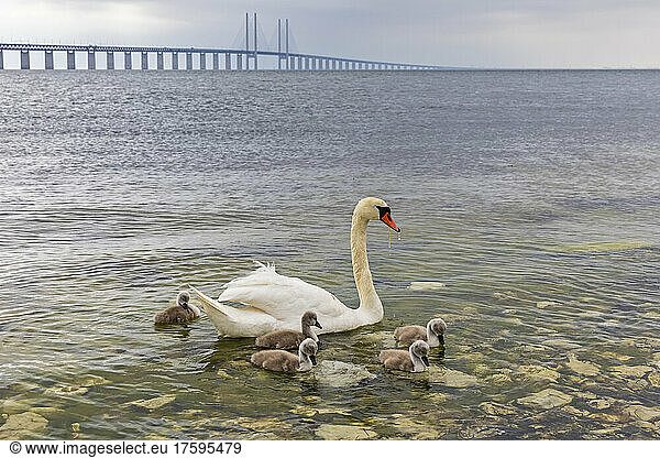 Adult swan swimming with cygnets near shore of Sound strait with Oresund Bridge in background