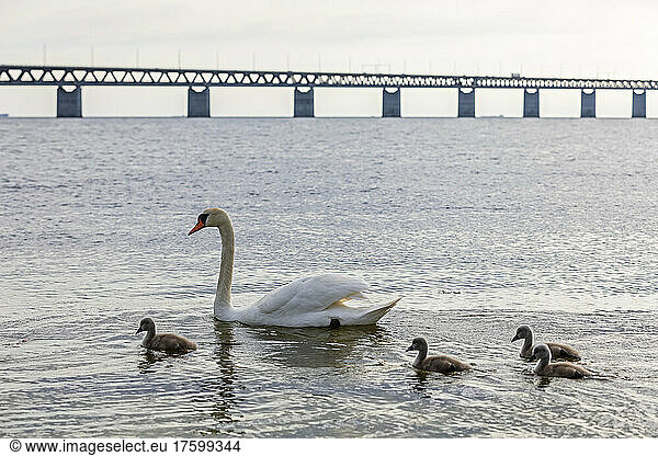 Adult swan swimming with cygnets near shore of Sound strait with Oresund Bridge in background