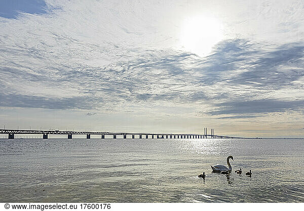 Adult swan swimming with cygnets near shore of Sound strait with Oresund Bridge in background