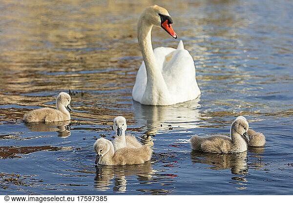Adult swan swimming with cygnets on water