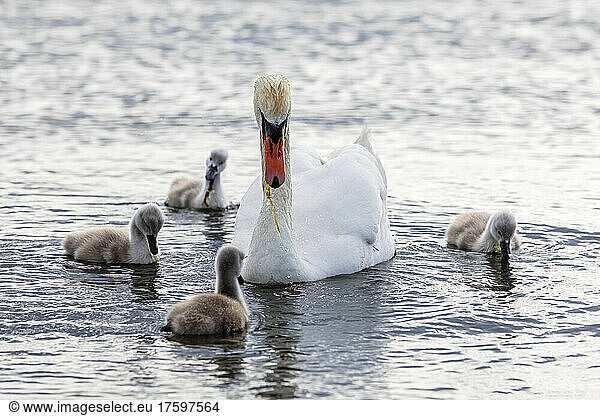 Adult swan swimming with cygnets on water