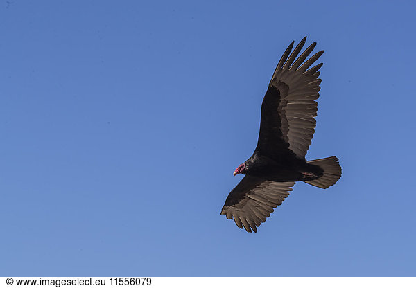 Adult turkey vulture (Cathartes aura) in flight over Saunders Island  Falkland Islands  South America