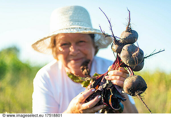 Adult woman harvest beets from her garden