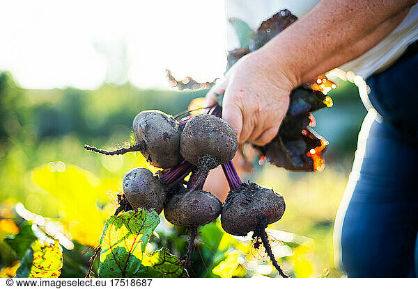Adult woman harvests beets from her garden
