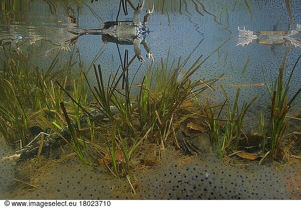 Adulte Frösche (Rana temporaria)  mit Laich unter Wasser im montanen Becken während der Brutzeit  Italien  Europa