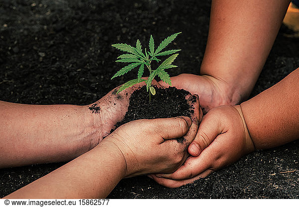 Adults and children hold small trees on green grass. Earth Day i