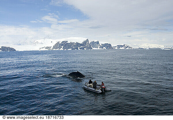 adventure travelers observe humpback whales  Megaptera novaeangliae  in the waters off the western Antarctic Peninsula  Antarctica  Southern Ocean