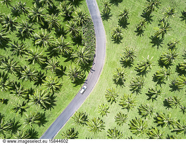 Aerial shot of silver car driving through palm trees