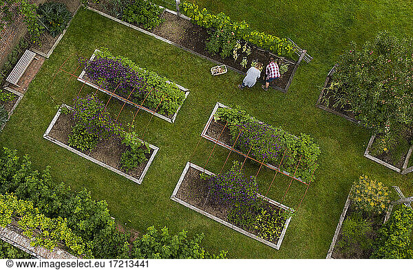 Aerial view couple harvesting vegetables in garden with raised beds