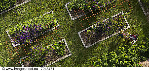 Aerial view couple harvesting vegetables in garden with raised beds