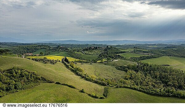 Aerial view  Hilly landscape with cypresses (Cupressus)  Crete Senesi  Province of Siena  Tuscany  Italy  Europe