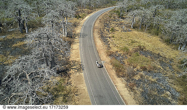 Aerial view of a jeep on a road surrounded by massive baobab trees  Cabo Ledo area  Angola