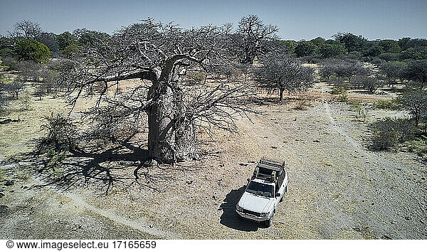 Aerial view of a white jeep surrounded by baobab trees  Angola