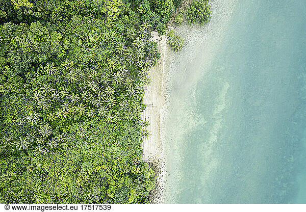 aerial view of a wonderful exotic tropical beach