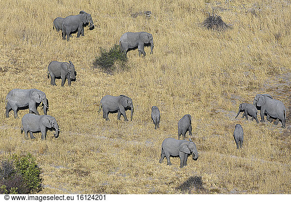 Aerial view of African elephants (Loxodonta africana)  Okavango Delta  Botswana.
