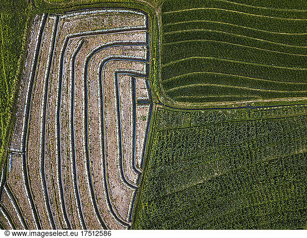 Aerial view of agricultural field  Bali  Indonesia
