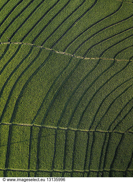 Aerial view of agricultural landscape at Bali