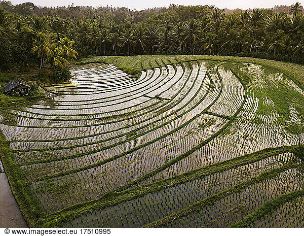 Aerial view of agricultural landscape during sunset  Bali  Indonesia