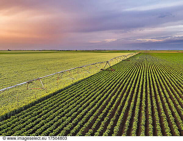 Aerial view of agricultural sprinkler separating vast green wheat and potato fields at dawn
